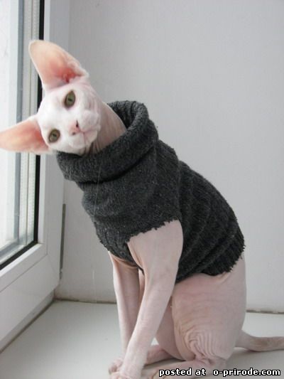 Сфинкс - плешив котка в света - 28 снимки - снимките - снимки естествения свят