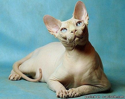 Сфинкс - плешив котка в света - 28 снимки - снимките - снимки естествения свят