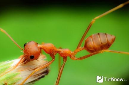 Симптоми и методи на лечение мравка ухапване