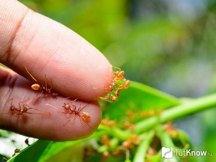 Симптоми и методи на лечение мравка ухапване