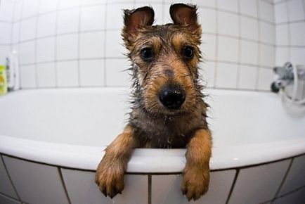 На каква възраст може да се къпят нужда кученцето си за кучета къпане, честотата на къпане, препоръки и
