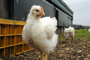 Колко бройлери расте, и колко тегло пиле в определена възраст