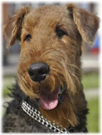 Официални кучета порода със снимка и име, описание на