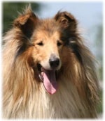 Официални кучета порода със снимка и име, описание на