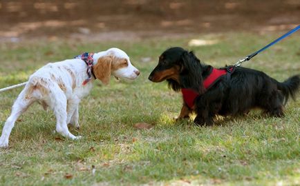 Кучето се страхува от други кучета и начините за премахване на фобии
