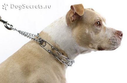 Куче или кученце дърпа каишката какво да прави и как да се отвикне от него