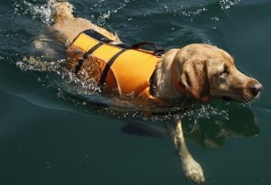 Куче и плуване, тайните на дома оформяне