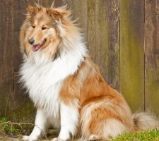 Collie куче порода описание, снимки, цената на кученцата, прегледи
