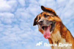 Куче задъхване - причини, които правят