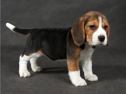 Кучета и кутрета -ловджийска цени, снимки, описание и история на породата