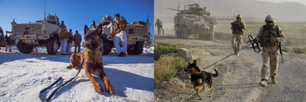Кучета в армията
