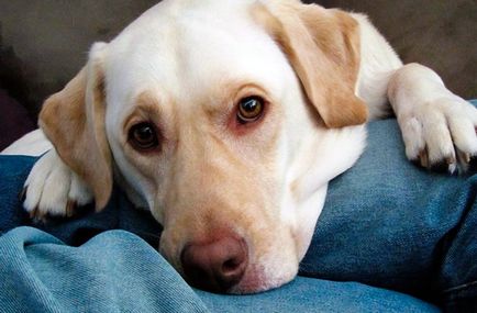 Куче ухапан от кърлеж - симптоми, действия, последствия