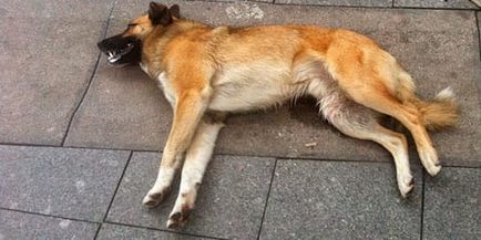Тълкуване на сънища куче умря сънува какво кучето е починал в съня си