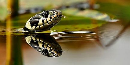Тълкуване на сънища змия във водата, което мечтае змия във водата в съня си