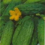 Сортове краставици със снимки и описания, идеи за дома и градината