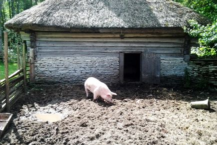 Съвети за отглеждане на свине в страната