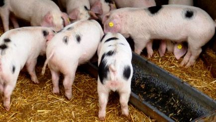 Съвети за отглеждане на свине в страната