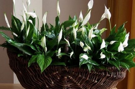 Spathiphyllum (женски щастие) - засаждане и грижи у дома, размножаване, снимки, как