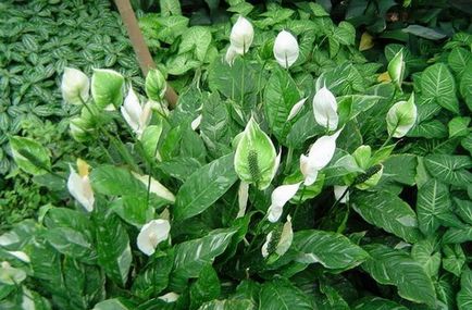 Spathiphyllum (женски щастие) - засаждане и грижи у дома, размножаване, снимки, как