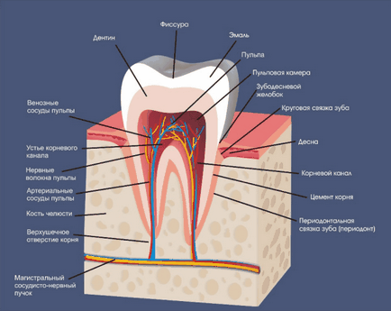 Структура на човешки зъб