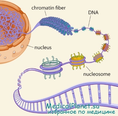 Структурата на хроматин функция