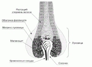 структурата на косата