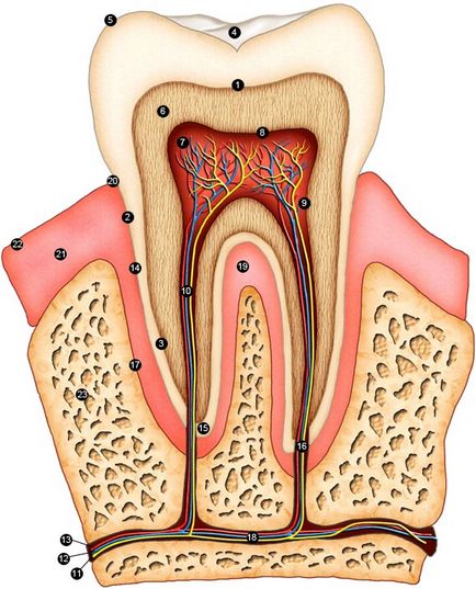Структура на човешките зъби интерактивна схема определенията