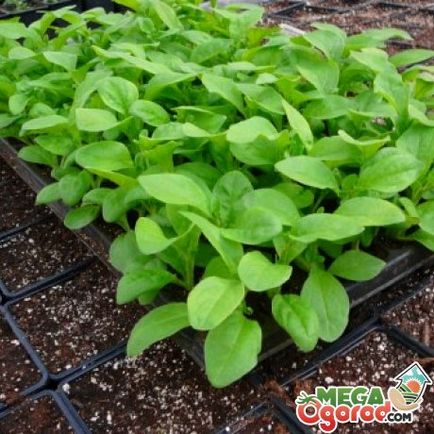 Surfiniya - отглеждане на семена и съвети за отглеждане на растенията