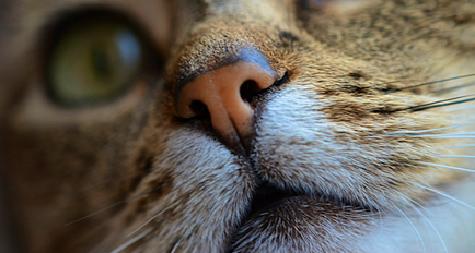 Суха носа при котки разбор на причините и последващите действия на собствениците