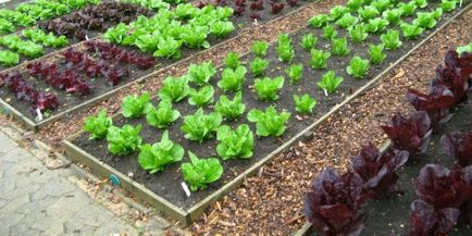 Схема за засаждане зеленчуци за ротация на културите зеленчукова градина, създаване на лятна вила,