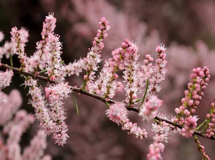 TAMARISK снимки и видове, засяване и грижи за храсти