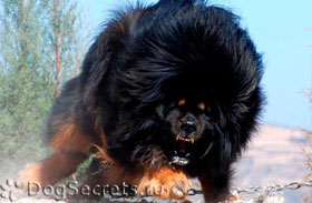 Тибетски мастиф - куче описание и снимки порода