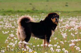 Тибетски мастиф - куче описание и снимки порода