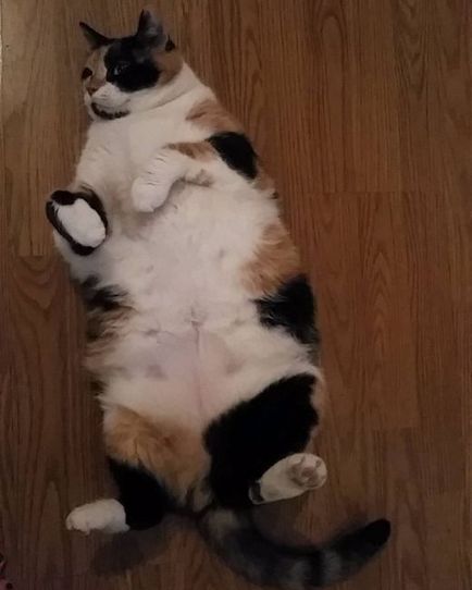 Дебел котки (42 снимки и видео) - murkote за котки и котки