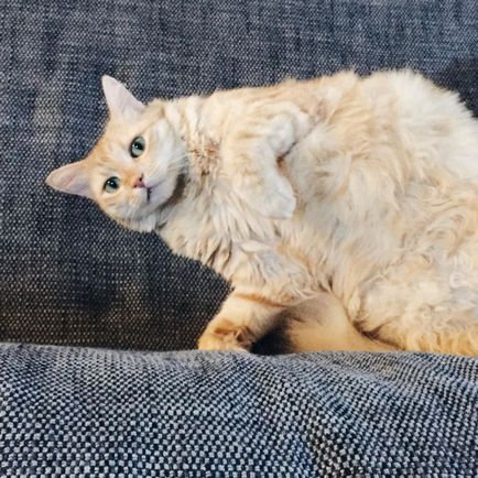 Дебел котки (42 снимки и видео) - murkote за котки и котки
