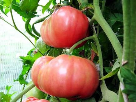 Домат Pink Гигантски отзиви и снимки, описание и характеристика на сортове за отглеждане на домати