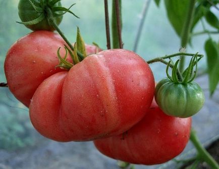 Домат Pink Гигантски отзиви и снимки, описание и характеристика на сортове за отглеждане на домати