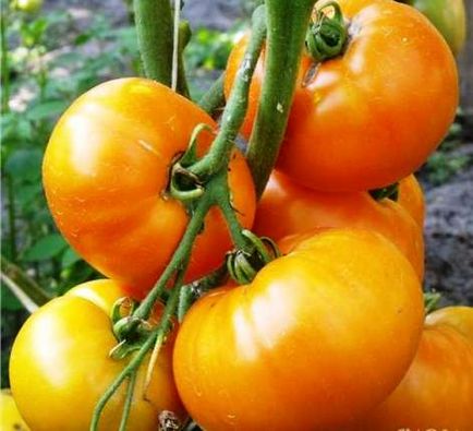 сортове домати на описание Райска ябълка със снимки, коментари