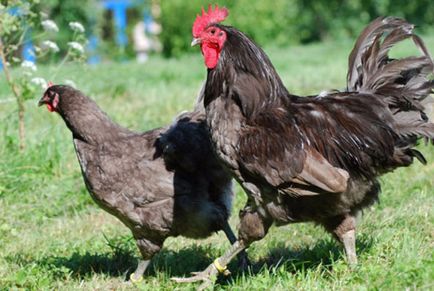 Топ 10 най-много месо пилешки породи (описание и снимки - в тежката категория, пилета -)