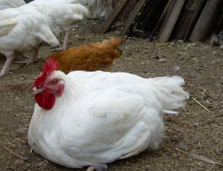 Топ 10 най-много месо пилешки породи (описание и снимки - в тежката категория, пилета -)