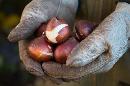 Лалета - кога да засадят луковици през есента в Сибир и Московска област, тъй като в магазина, преди кацане, видео