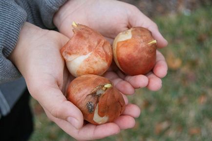 Лалета - кога да засадят луковици през есента в Сибир и Московска област, тъй като в магазина, преди кацане, видео