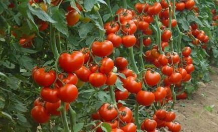 Премахване нещастници за домати