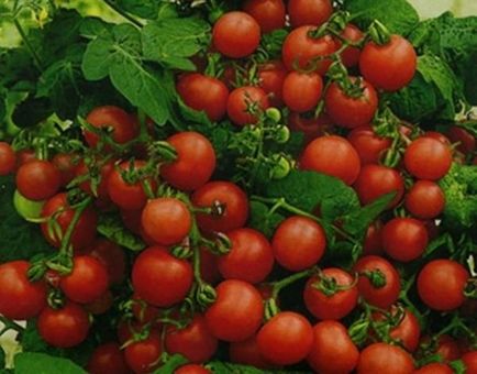 Премахване нещастници за домати
