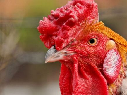Невероятната история за това как едно пиле без глава живял година и половина