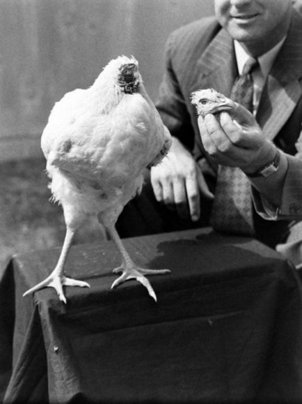 Невероятната история за това как едно пиле без глава живял година и половина