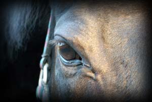 Невероятни очите на коня си