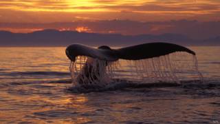 Китовете имат място, където те предпочитат да умрат BBC руската служба