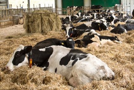 На мастити при кравите, отколкото лечение, антибиотици, лекарства, мехлем