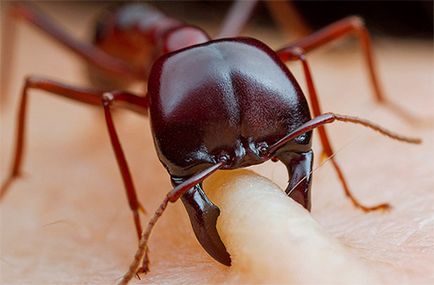 Ant ухапване последици и възможни опасности, методи за лечение,